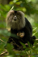 330px-Lion-tailed macaque with baby