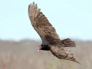 60317321-720px.jpg (30 KB) Adult (Northern) in flight