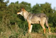 Grey Wolf9.webp (217 KB)
