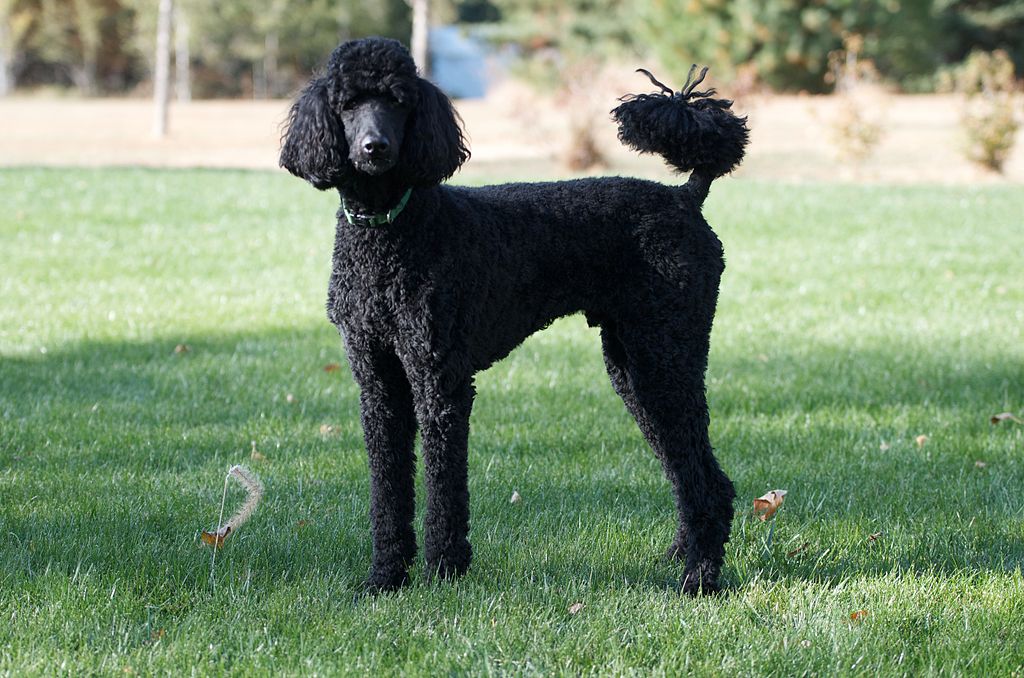 what is the average litter size for a toy poodle