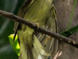 Zenker's Honeyguide