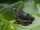 American Bullfrog
