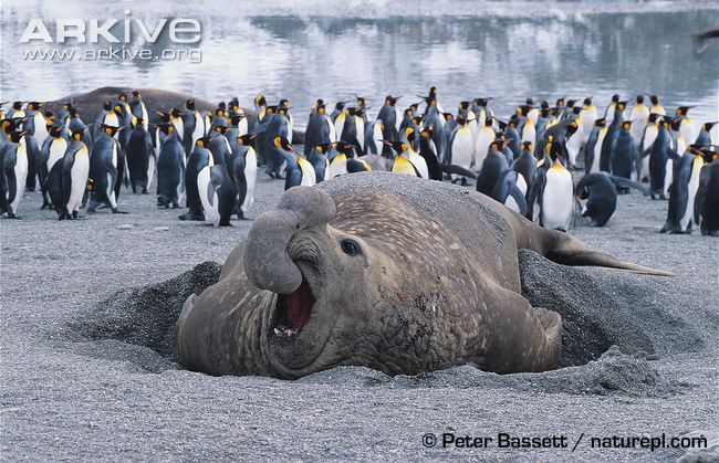 male elephant seal size