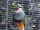 Mariana Fruit Dove