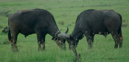 Buffalos in position to spar