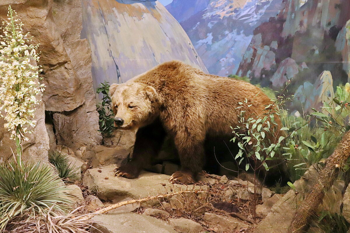 10 Ultra Cool Megafauna Giants Short faced bear, Megafauna, Prehistoric animals