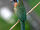 Blue-crowned Motmot