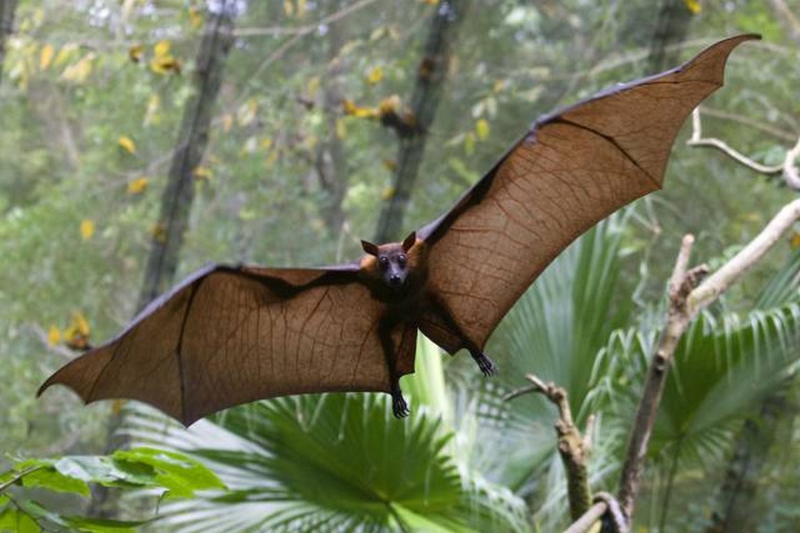 asian fruit bat