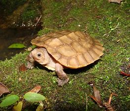 Philippines Forest Turtle | Animal Database | Fandom