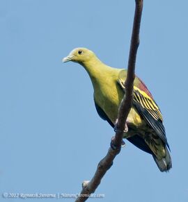 Andaman Green Pigeon | Animal Database | Fandom