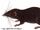 Black Shrew