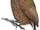 Varzea Piculet
