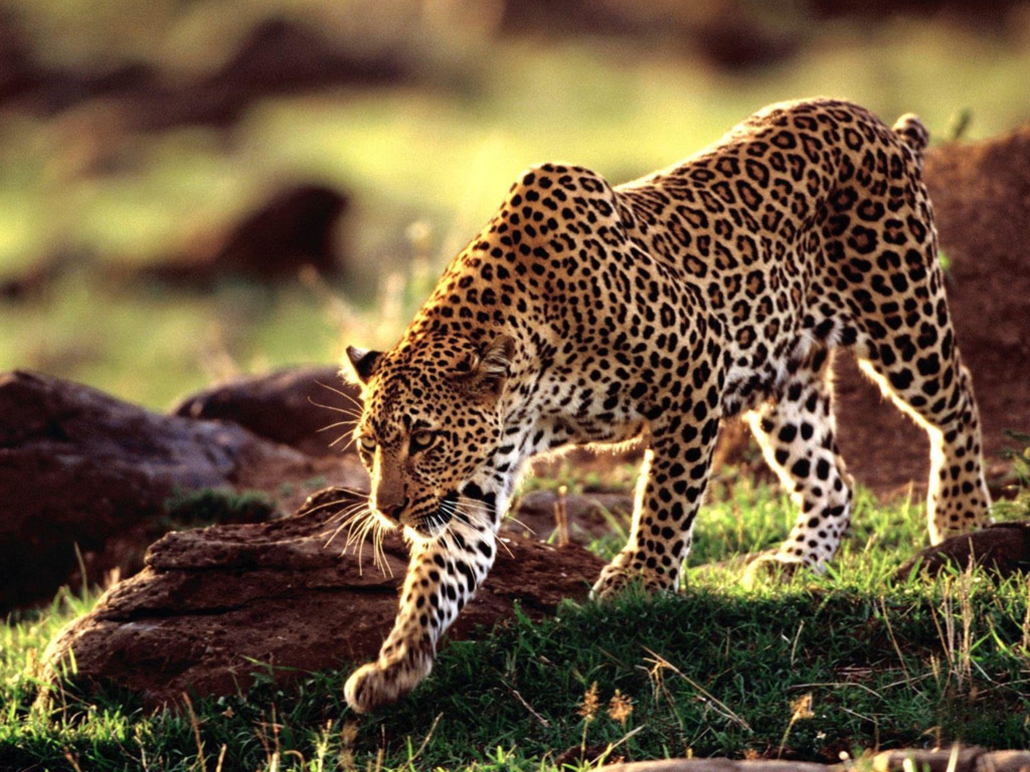 African Leopard | Animal Database | Fandom