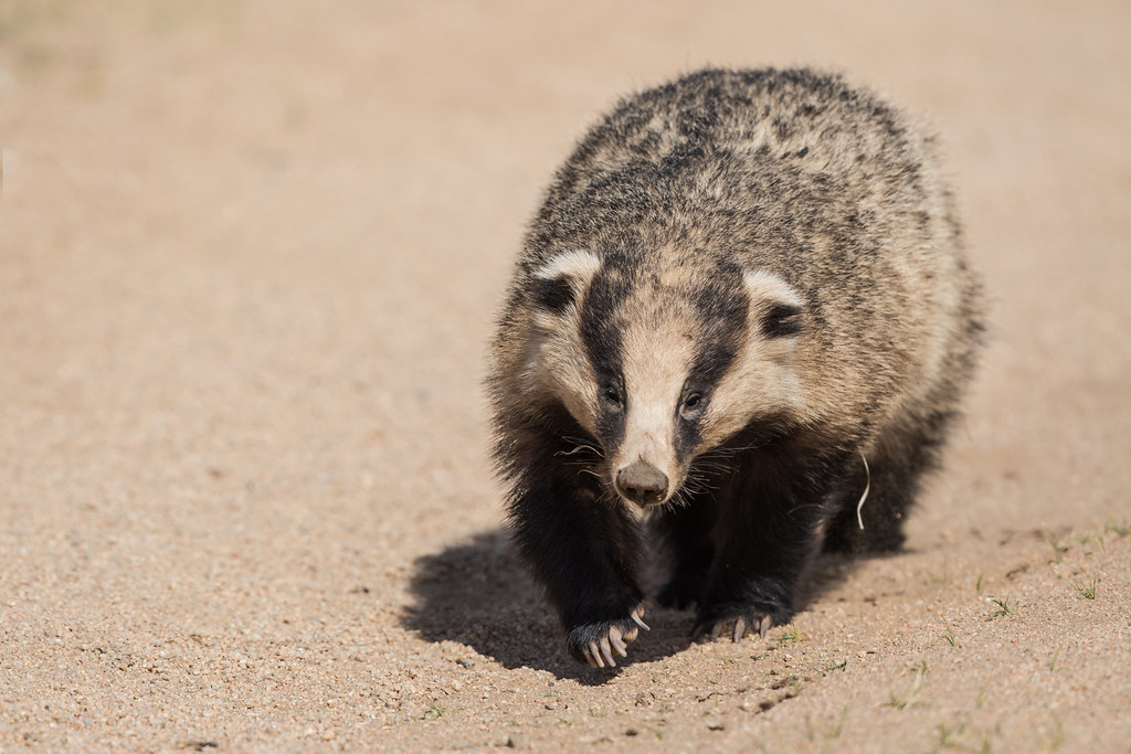 Unexpected, epic badger journeys could shed light on bovine TB spread