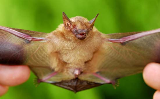 yellow winged bat