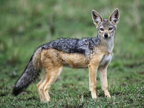 Black backed jackal desktop wallpaper 96827