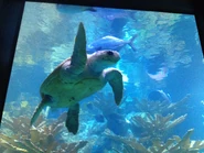 IMG 0791.jpg (1.43 MB) Myrtle the Turtle