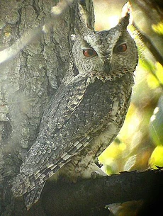 Japanese scops owl nial moores