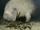 West Indian Manatee