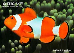 Ocellaris Clownfish