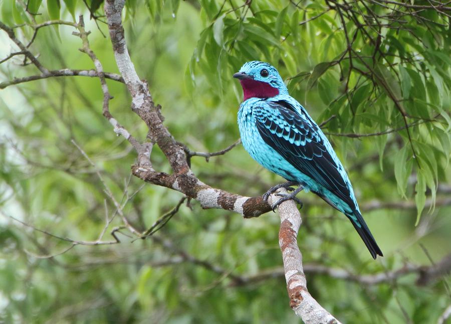 Cotinga