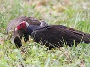 Southern Caracara (68 KB) Adult (Tropical) with Southern Caracara