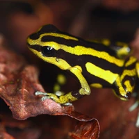 yellow belly toad