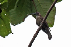 Black-eared Oriole 03
