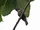 Black-eared Oriole