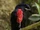 Bare-necked Umbrellabird