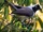 Azure-naped Jay