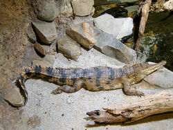Crocodylus cataphractus faux-gavial d'Afrique2