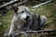 Grey Wolf28.webp (165 KB)