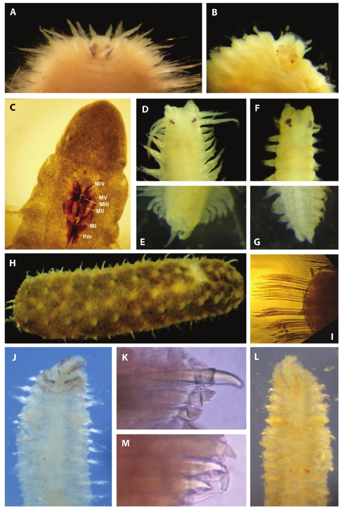 Linopherus oculata Animal Database Fandom
