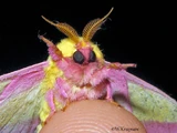Rosy Maple Moth