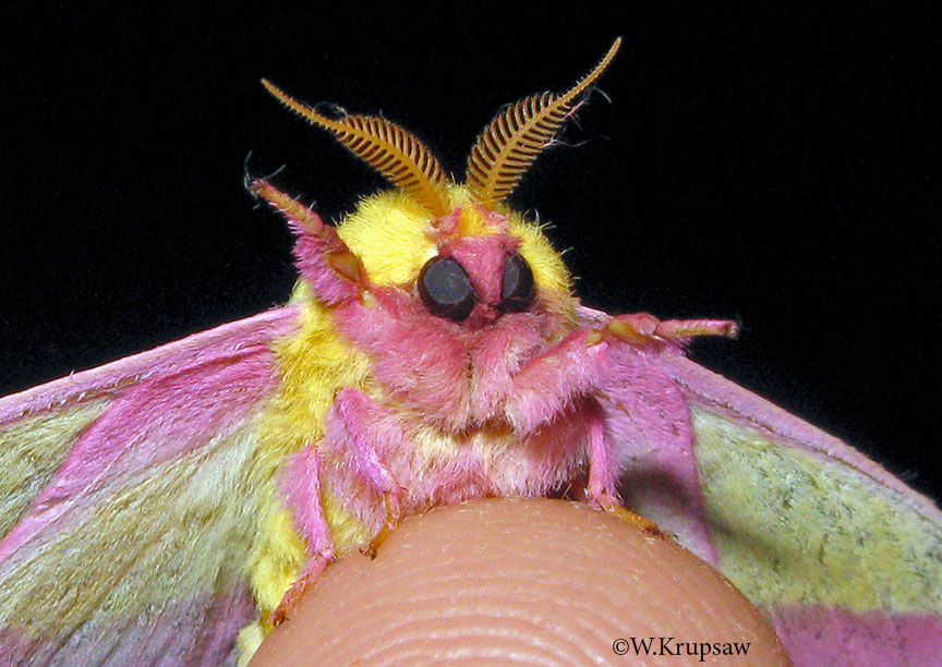 Rosy Maple Moth Facts - Fact Animal