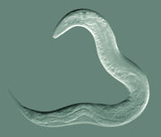 Roundworm