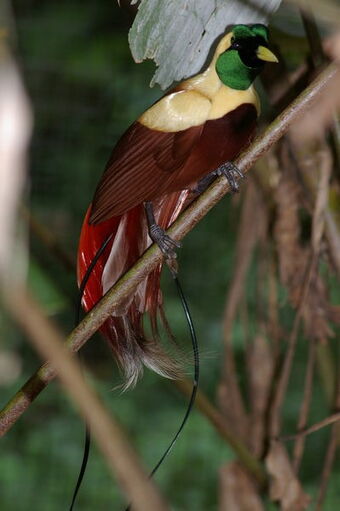 Red Bird Of Paradise Animal Database Fandom