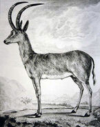 Drawing of a bluebuck from 1778 by Allamand, based on the stuffed type specimen