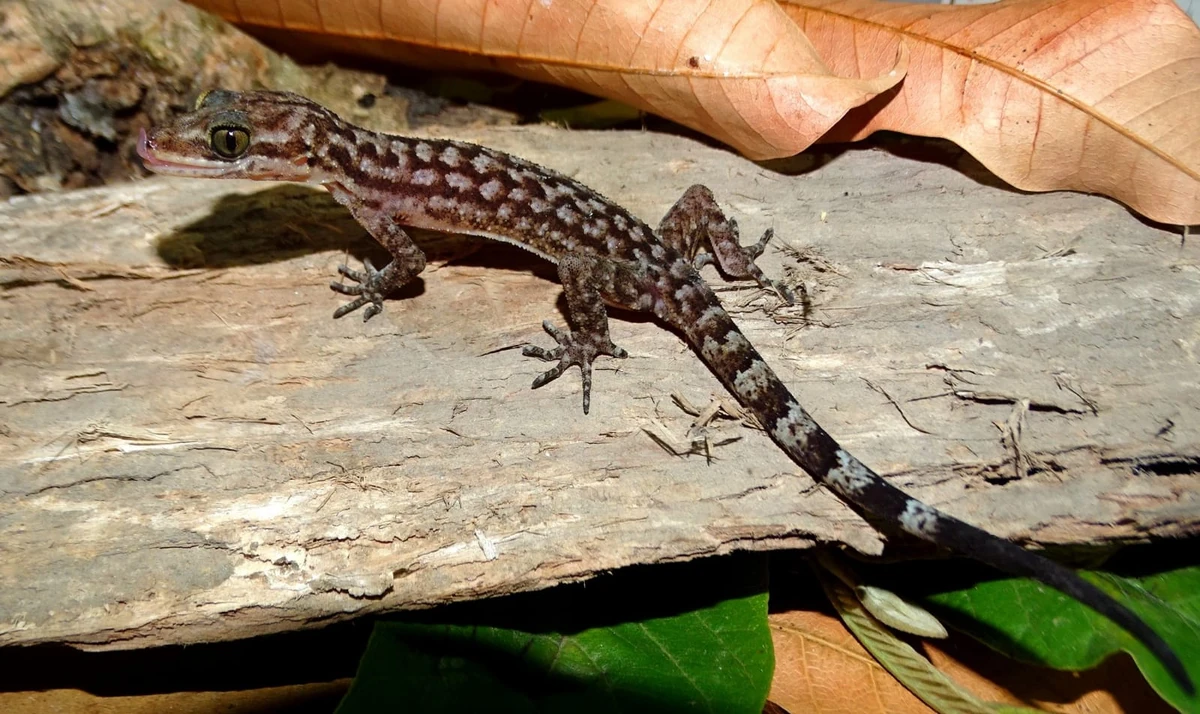 Cyrtodactylus Animal Database Fandom