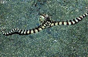 mimic octopus imitating a sea snake