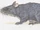 Eastern White-eared Giant Rat