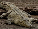 Orinoco Crocodile