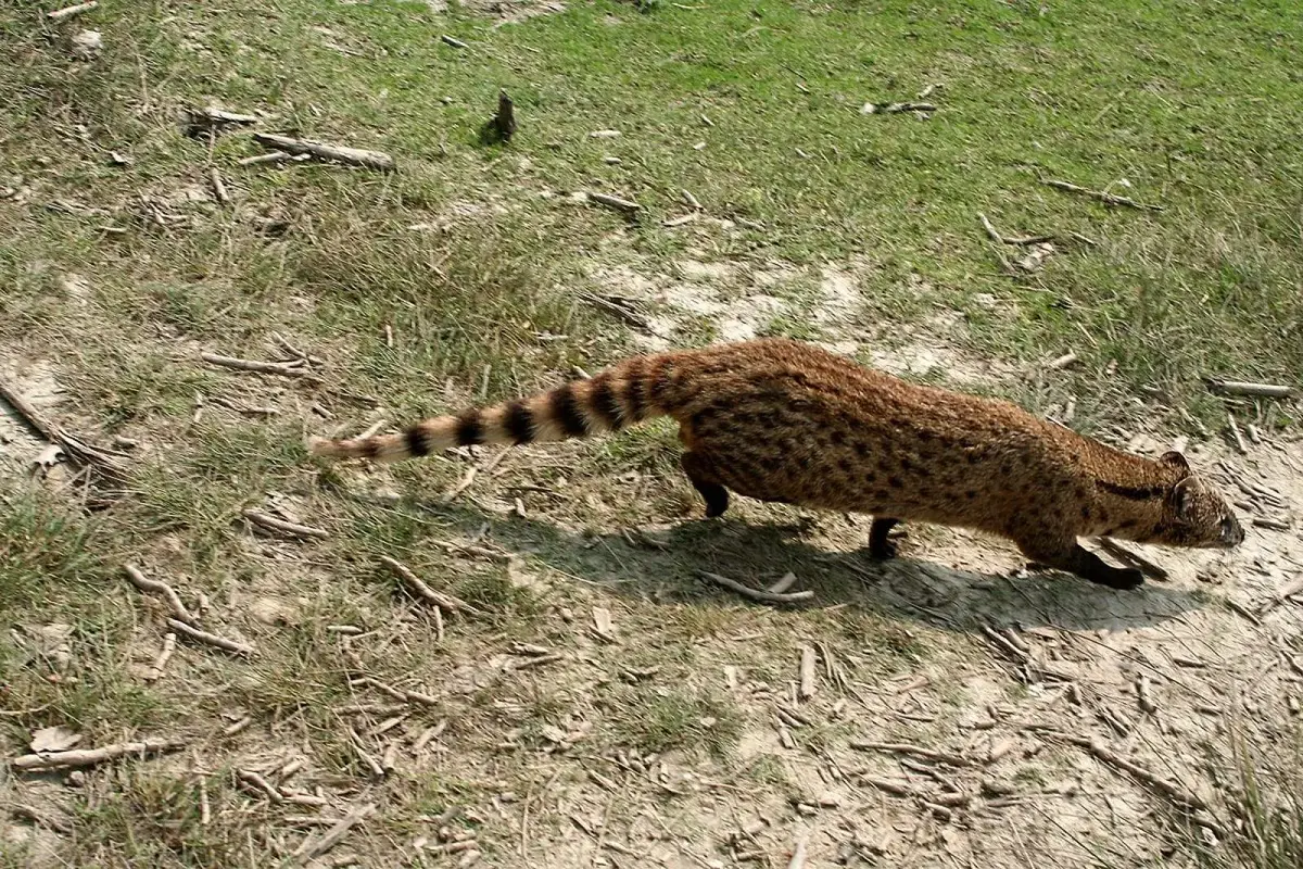 Small Indian Civet | Animal Database | Fandom