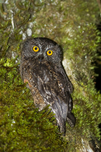 Karthala Scops Owl Animal Database Fandom