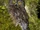 Karthala Scops Owl