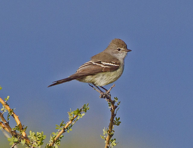 Sublegatus Animal Database Fandom