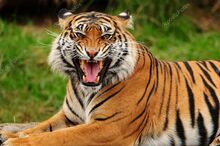 Depositphotos 37289893-stock-photo-roaring-tiger