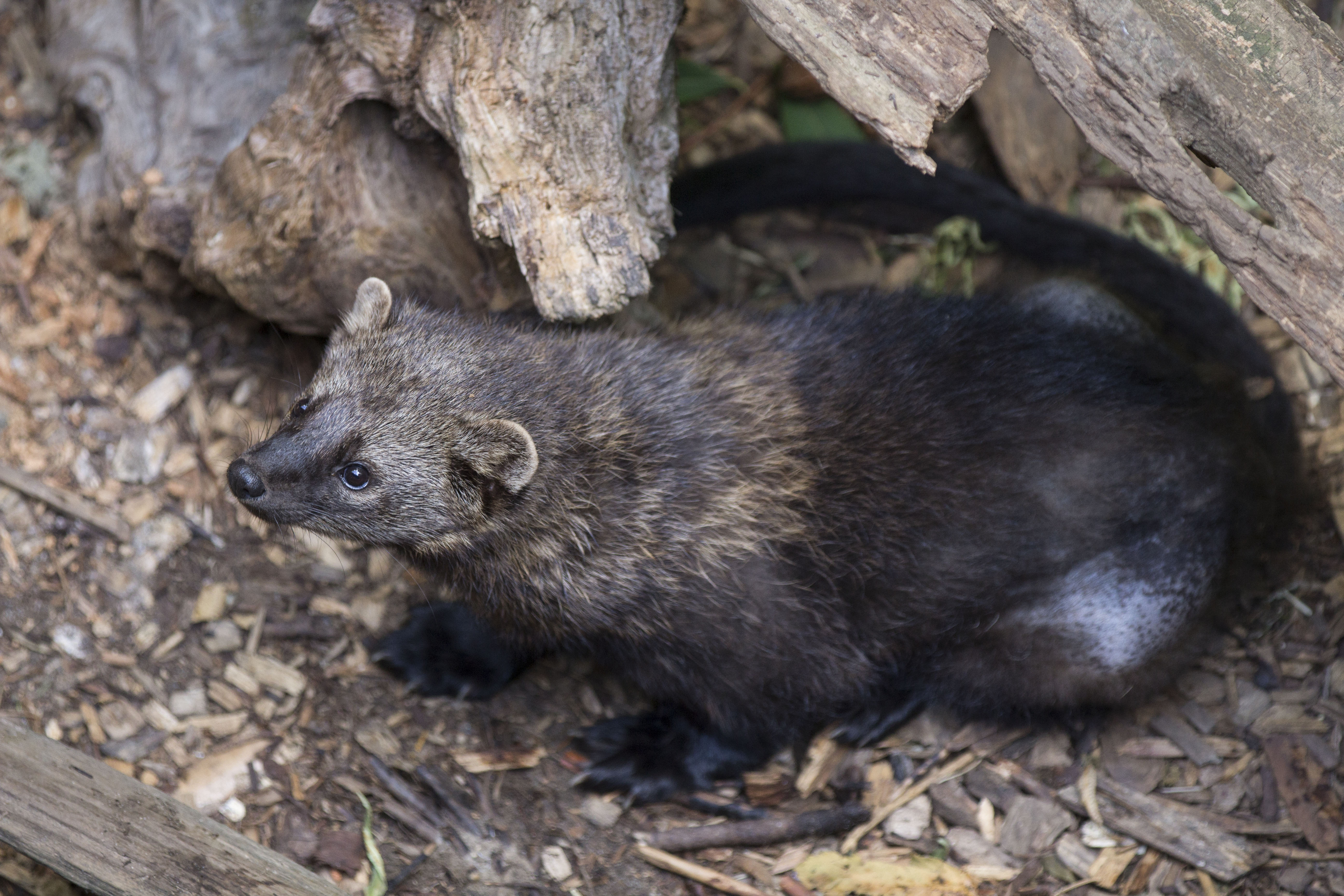 Fisher | Animal Database | Fandom Fisher | Animal Database | Fandom