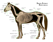 The skeletal system of a modern horse